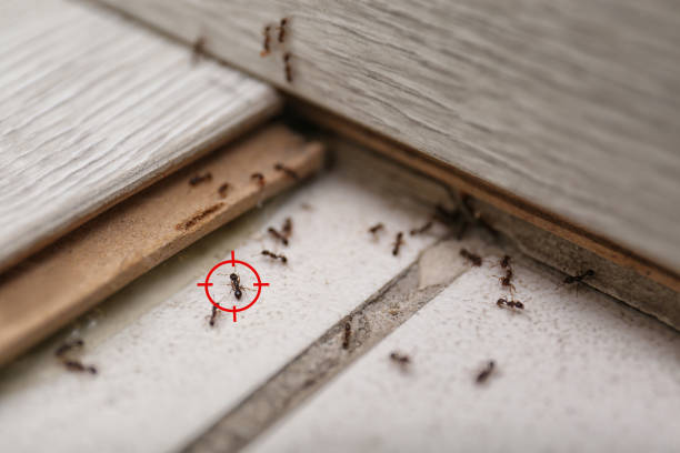 Best Pest Control Near Me  in Del Monte Forest, CA