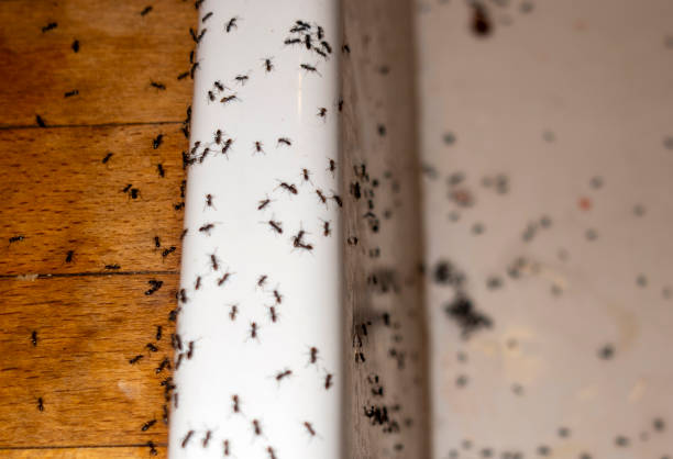 Professional Pest Control in Del Monte Forest, CA